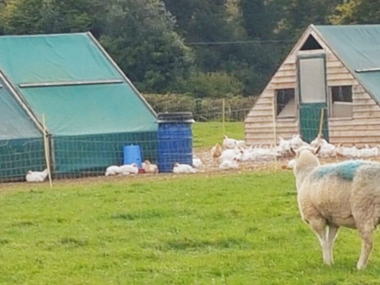 Organic Chicken Otter Valley Poultry