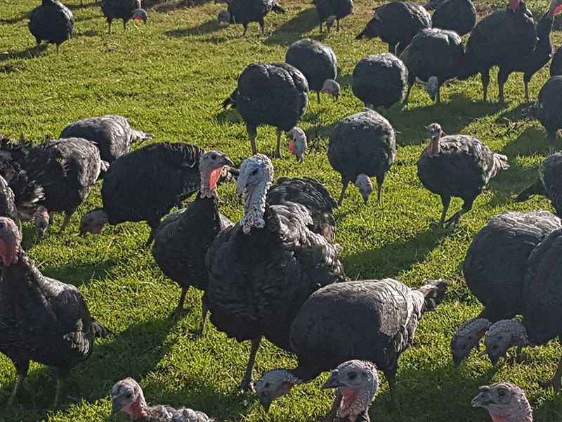 Organic Bronze Turkey